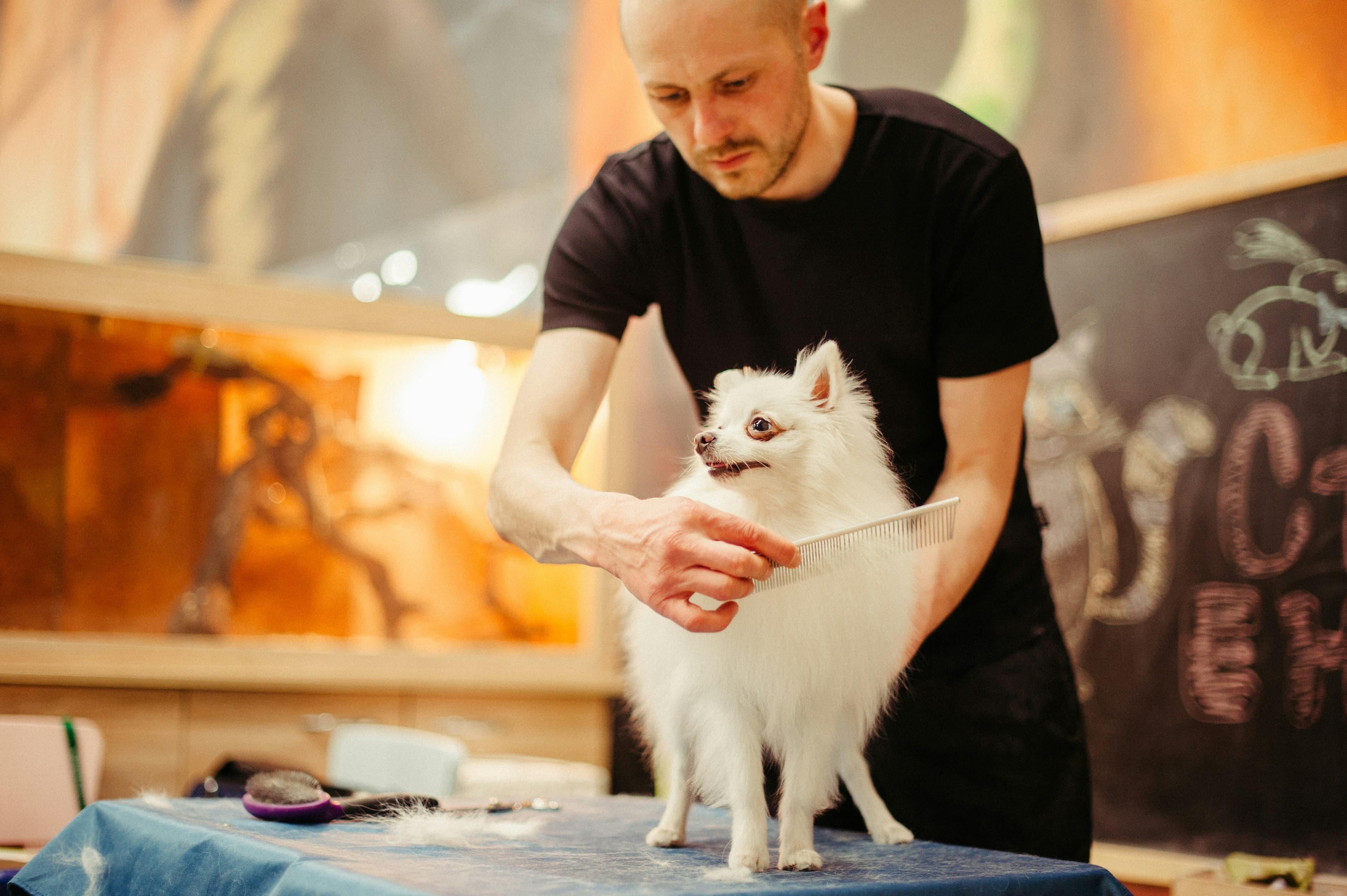 A dog groomer brushing a small white dog